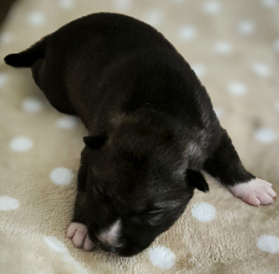 CHIOT