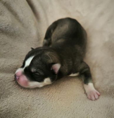 CHIOT