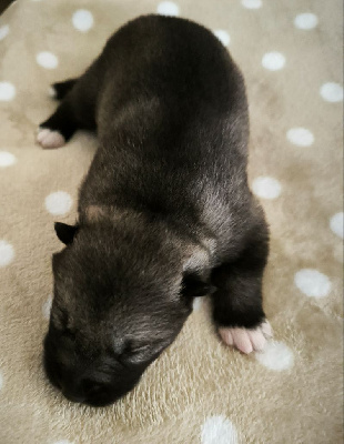 CHIOT