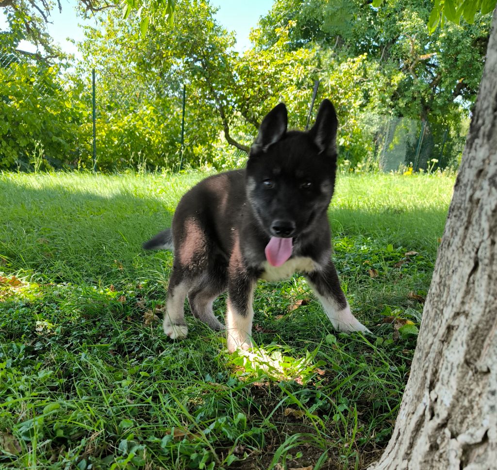 Blue Escape - Siberian Husky - Portée née le 10/05/2025