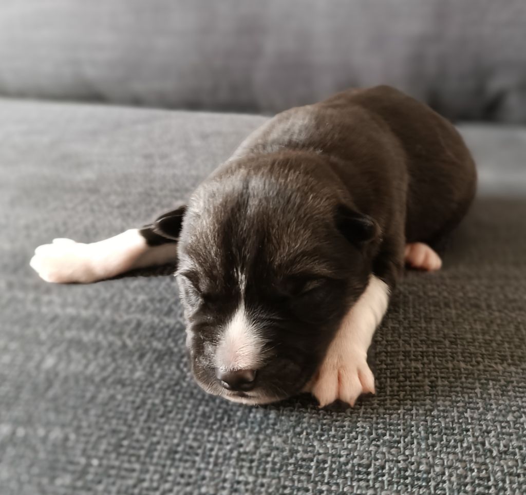 Blue Escape - Siberian Husky - Portée née le 24/02/2023