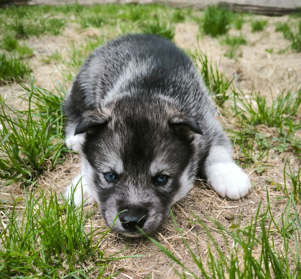 Blue Escape - Chiots disponibles - Siberian Husky