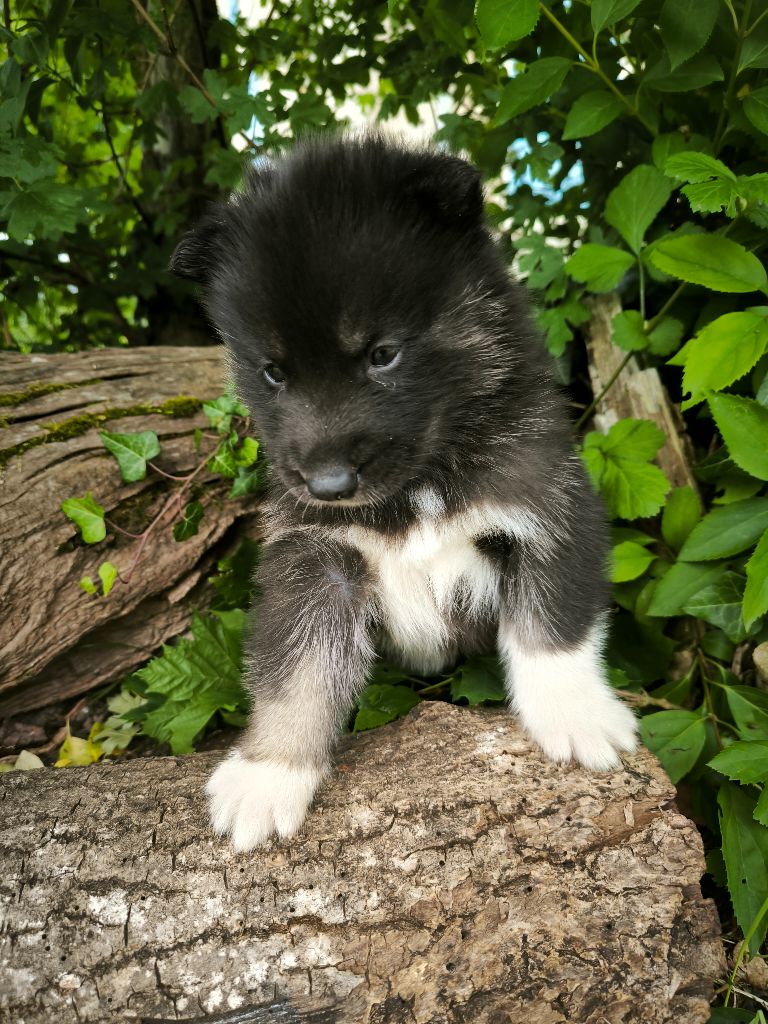 Blue Escape - Chiots disponibles - Siberian Husky