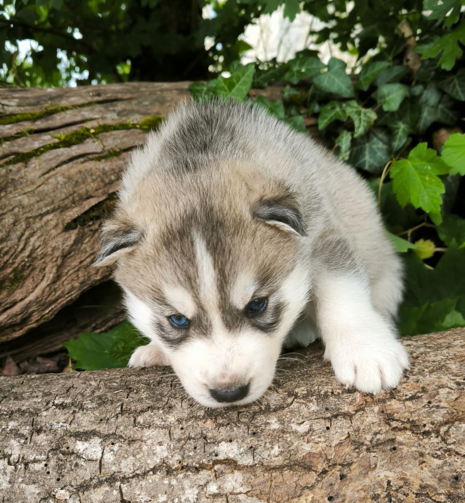Blue Escape - Chiots disponibles - Siberian Husky