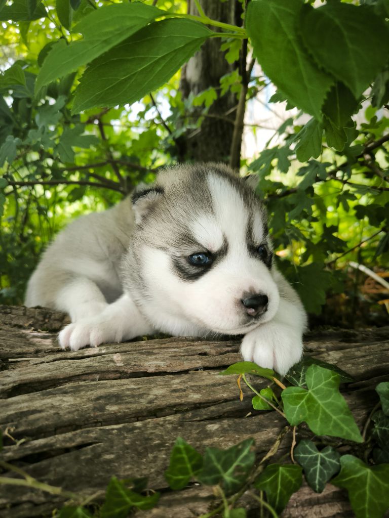 Blue Escape - Siberian Husky - Portée née le 27/04/2025