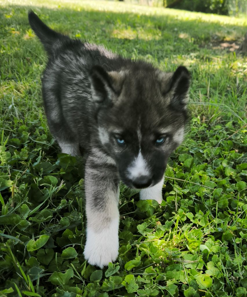 Blue Escape - Chiots disponibles - Siberian Husky