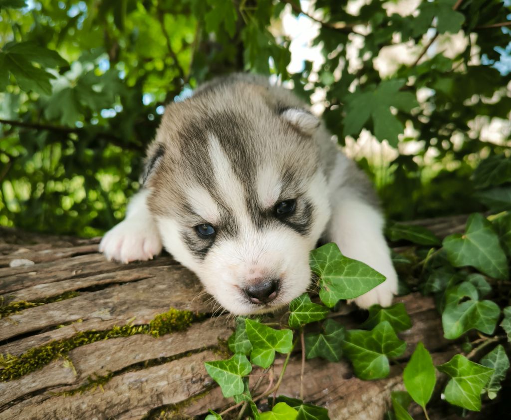 Blue Escape - Chiots disponibles - Siberian Husky