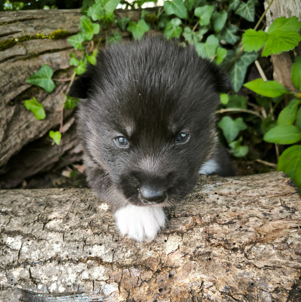 Blue Escape - Chiots disponibles - Siberian Husky