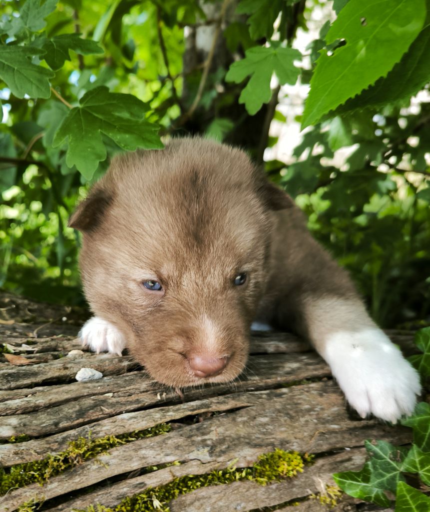 Blue Escape - Chiots disponibles - Siberian Husky