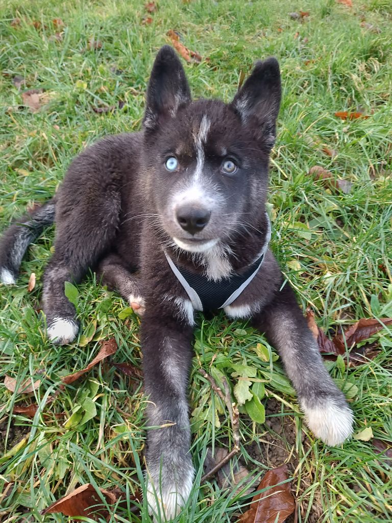 Blue Escape - Siberian Husky - Portée née le 10/10/2023